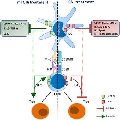 Dissecting the Multiplicity of Immune Effects of Immunosuppressive Drugs to Better Predict the Risk of de novo Malignancies in Solid Organ Transplant Patients